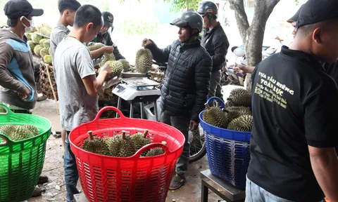 Đắk Lắk: “Thủ phủ” sầu riêng Krông Pắc rộn rã những ngày đầu mùa thu hoạch