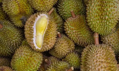 Sầu riêng Indonesia “ngắm thẳng” thị trường Trung Quốc