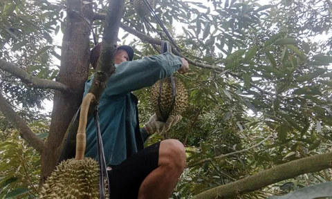 Lâm Đồng: Niềm vui vào mùa thu hoạch sầu riêng