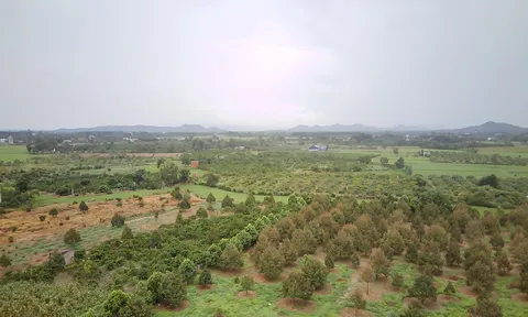 Đến hết năm 2024, huyện Krông Pắc sẽ có hơn 1.400 ha trồng sầu riêng đạt chuẩn VietGAP