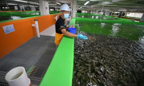 Singapore đang gặp khó với nông nghiệp đô thị