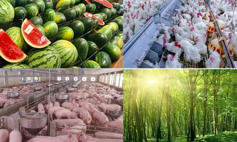 Sản xuất nông nghiệp 06 tháng đầu năm 2024 duy trì tăng trưởng