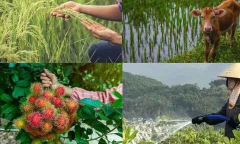 Tháng 7/2024: Chăn nuôi phát triển ổn định, tình hình dịch bệnh gia súc, gia cầm được kiểm soát