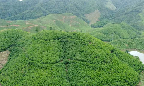 Ba Chẽ: Thực hiện tốt chỉ tiêu trồng rừng