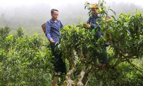 Bảo tồn và phát triển chè Shan tuyết ở Yên Bái