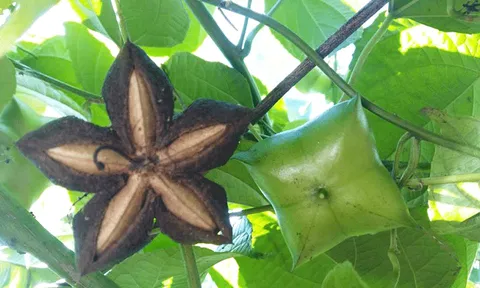 Máy sơ chế quả sachi