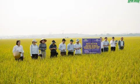 Lúa hữu cơ Quảng Trị: Một mô hình đa lợi ích