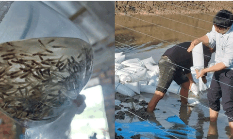 Đầm Dơi: Tận dụng ao đất bỏ trống để nuôi cá kèo thương phẩm