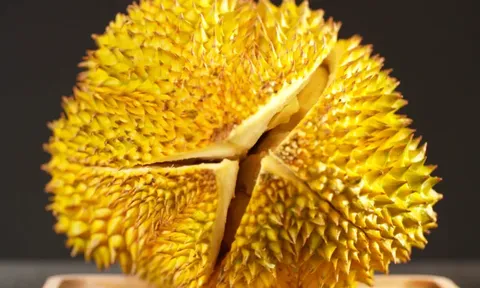 Lô sầu riêng “musang king” đầu tiên của Malaysia sẽ xuất sang Trung Quốc vào tháng 9