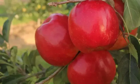Sanifrutta vừa ra mắt giống táo Lilibet giòn, ngọt và mọng nước