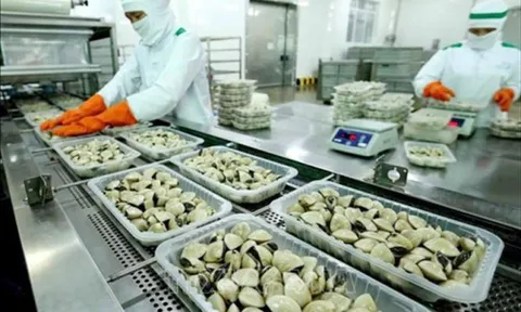 Xuất khẩu nghêu sang EU có xu hướng phục hồi