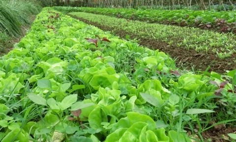 EU giảm 3.000 lần mức dư lượng 1 hoạt chất trên rau củ