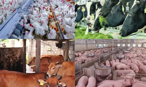 Ban hành Nghị định Quy định chính sách hỗ trợ nâng cao hiệu quả chăn nuôi