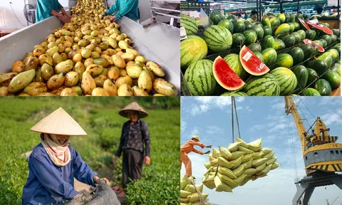 Xuất khẩu nhóm hàng nông sản trong 7 tháng đầu năm 2024 tăng trưởng mạnh và đồng đều