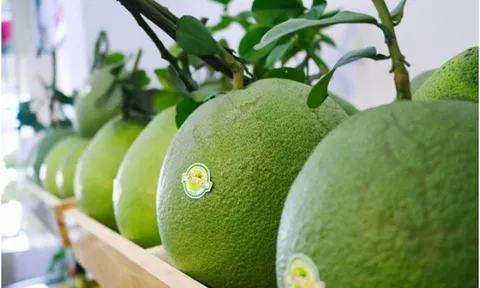 Quả bưởi của Việt Nam chính thức được phép nhập khẩu vào Hàn Quốc