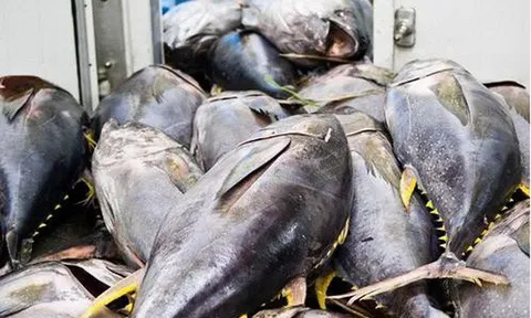 Nắm bắt thị hiếu người tiêu dùng, gia tăng xuất khẩu sản phẩm cá ngừ sang Anh