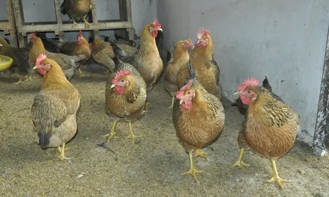 Các nhà nghiên cứu cảnh báo: Một đại dịch mới có thể xuất hiện trên động vật