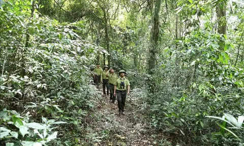 Hà Tĩnh: Mục tiêu mỗi năm trồng mới 8.000 ha rừng