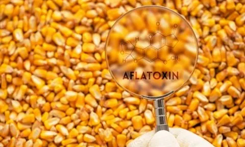 Các nhà nghiên cứu tìm cách kiểm soát aflatoxin trong ngô