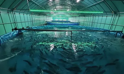 Công ty Du lịch Đường sắt Shikoku (Nhật Bản) đầu tư sang lĩnh vực nuôi trồng trên đất liền, thử nuôi cá hồi Chinook