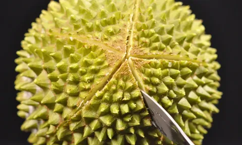 Sầu riêng Musang King của Malaysia nhập cảnh qua luồng xanh cảng Khâm Châu