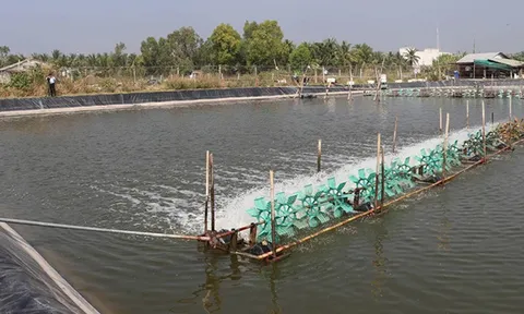 Shrimp Tech - Dự án mới về nuôi tôm không phát thải ròng tại Việt Nam