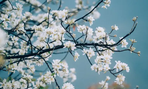 "Lễ hội Sơn tra" lần đầu tiên được tổ chức tại Mù Cang Chải (Yên Bái)