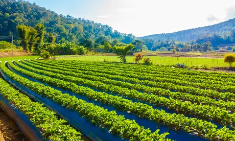 Mở rộng đất nông nghiệp đe dọa tới khí hậu và đa dạng sinh học