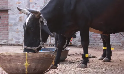 Giải pháp độc lạ giúp tăng năng suất ngành bò sữa của Stellapps