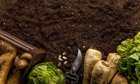 Vi khuẩn giúp giảm lượng khí thải nitơ oxit trong nông nghiệp?
