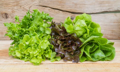 Sử dụng nước thải để trồng rau diếp trong hệ thống thủy canh