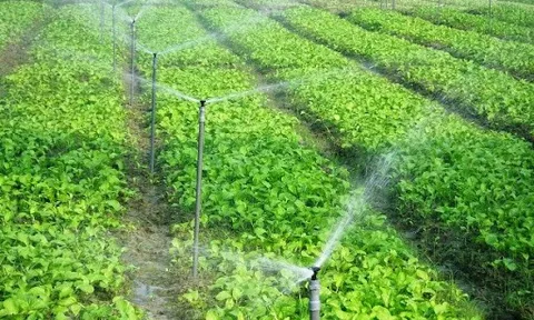 Giải pháp điện mặt trời và nông nghiệp có thể cùng tồn tại