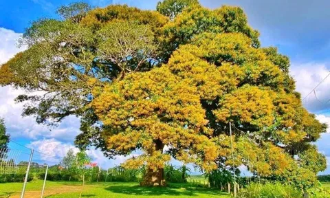 Hà Tĩnh: Trôi cổ thụ 800 năm tuổi được công nhận Cây Di sản Việt Nam