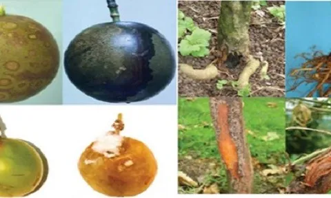 Nghiên cứu sản xuất chế phẩm sinh học phòng chống bệnh thối gốc rễ (Phytophthora) trên cây chanh leo