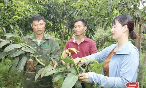 Sơn La: Liên kết sản xuất, tăng giá trị, đem lại thu nhập cao cho nông dân