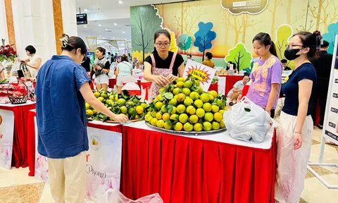 Cam Cao Phong: Hương vị đặc biệt từ vùng đất Hòa Bình