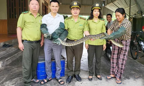 Người dân Thạch Hà bàn giao cá thể trăn đất quý hiếm để thả về môi trường tự nhiên