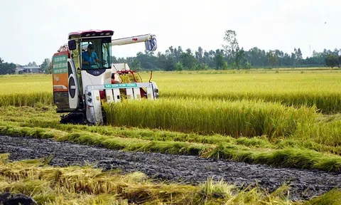 Tín hiệu vui từ lúa chất lượng cao, phát thải thấp