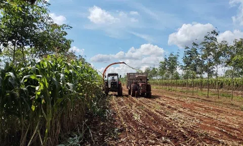 Công ty Thaco Agri phát triển chuỗi cung ứng nguyên liệu thức ăn bền vững cho bò