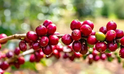 Liên hợp quốc chính thức chọn ngày 1/10 hằng năm là Ngày quốc tế cà phê