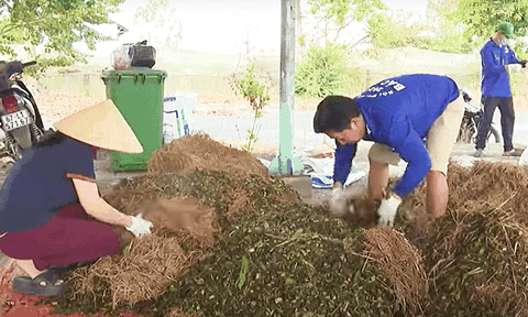 An Giang: Sản xuất phân hữu cơ từ cây lục bình