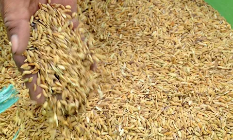 Xuất cấp không thu tiền 328,9 tấn hạt giống cho tỉnh Ninh Thuận