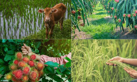 Tháng 11/2024: Cả nước tập trung gieo trồng cây màu vụ đông và chuẩn bị nguồn cung thực phẩm cho dịp lễ, Tết