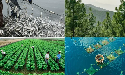Lâm nghiệp và thủy sản tháng 11/2024 tiếp tục phát triển ổn định