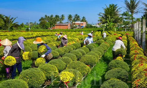 Rực rỡ Lễ hội hoa - kiểng: "Sắc màu Chợ Lách"