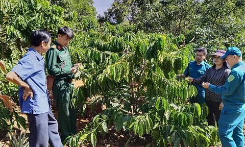 Huyện Đắk R'lấp phát huy lợi thế phát triển nông nghiệp