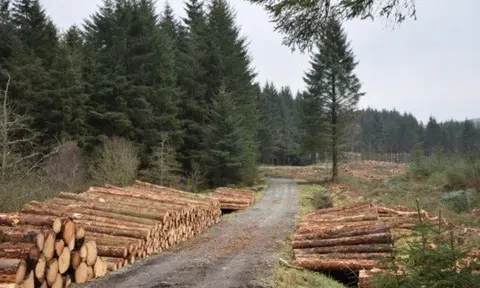 Ngành lâm nghiệp: Động lực mới cho kinh tế nông thôn Ireland