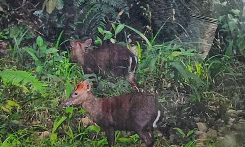 Huế thành lập Khu Dự trữ thiên nhiên Sao La