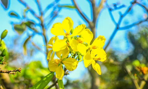 Làng mai vàng dưới chân núi Hoành Sơn vào xuân