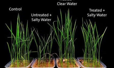 Vỏ sầu riêng giúp cây lúa phát triển tốt trên đất mặn